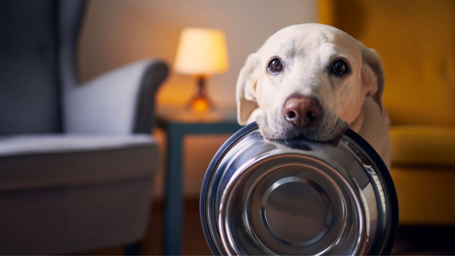 Perro pidiendo comida